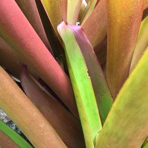 Meet your Posher, Iana